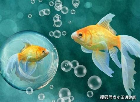 陰毛好癢 哪一種魚最好養